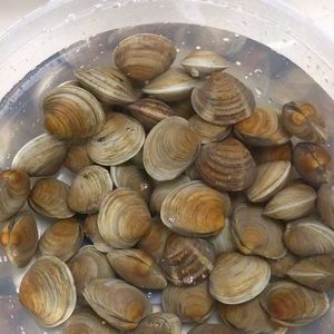 clean the clams in the salt water